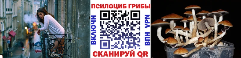Псилоцибиновые грибы Psilocybe  Купить где  Рошаль 